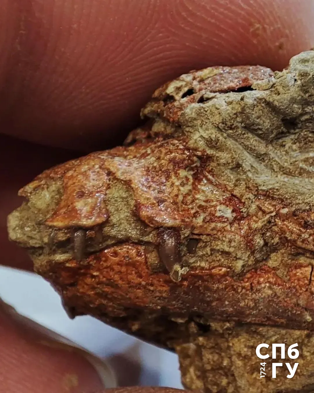🦖Для наших палеонтологов этот сезон стал по-настоящему щедрым на открытия