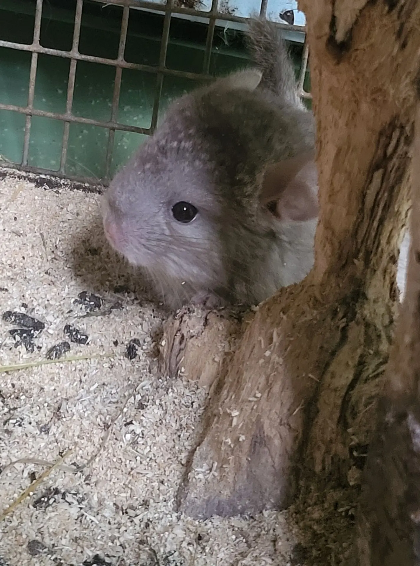📸 Гость в ленте

🥰 У нашего семейства шиншилл: Маши и Шушика - пополнение.