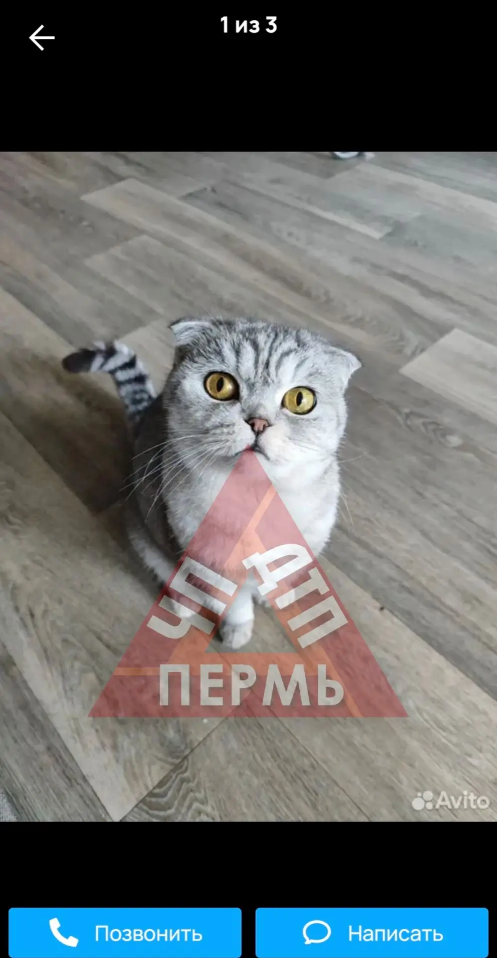 Жительница Перми на авито грозится усыпить здоровую породистую кошку, которая прожила с...