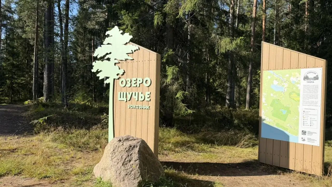 🌲 В заказнике «Озеро Щучье» восстанавливают лес.