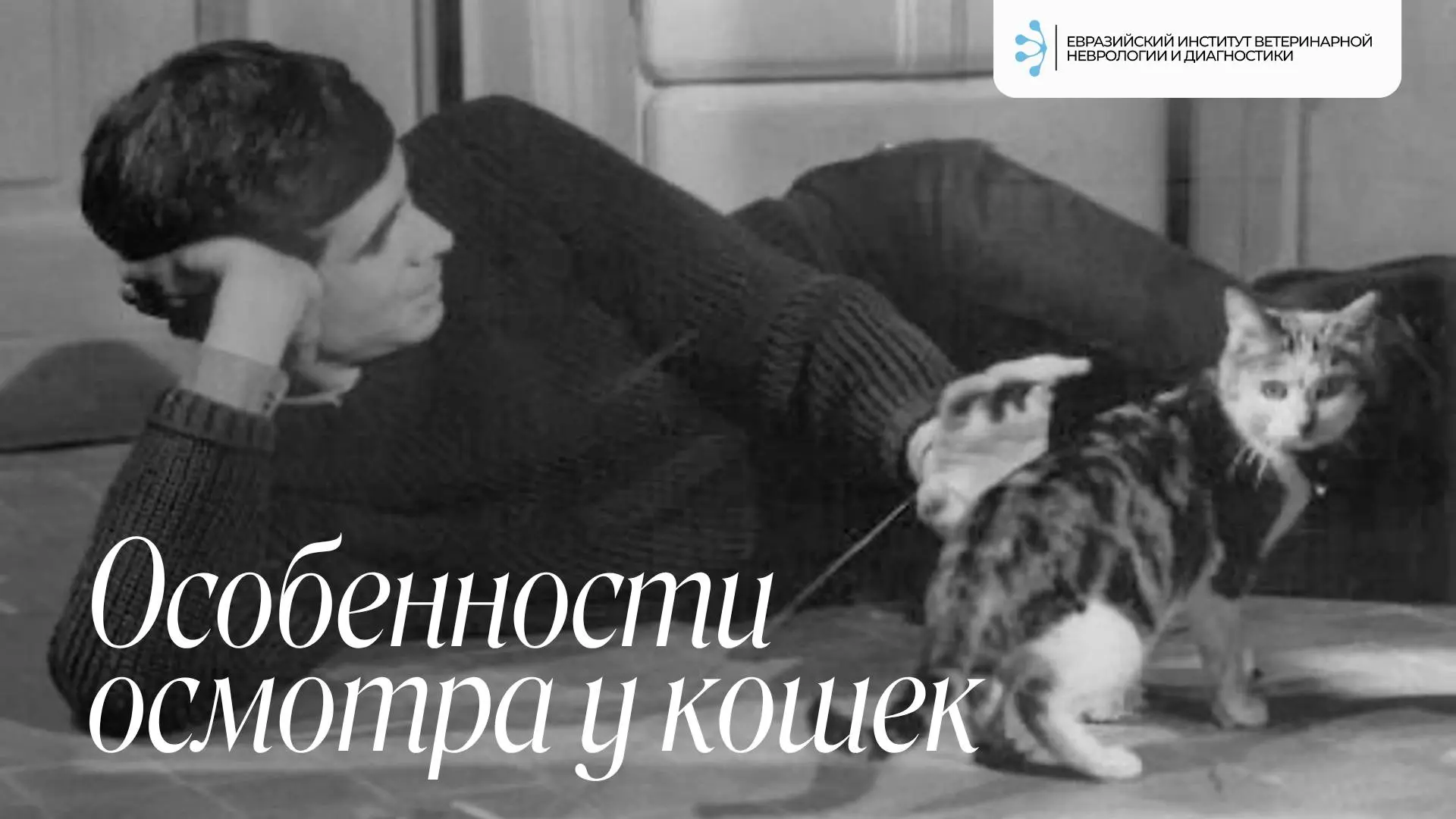Особенности неврологического осмотра у кошек 🐈