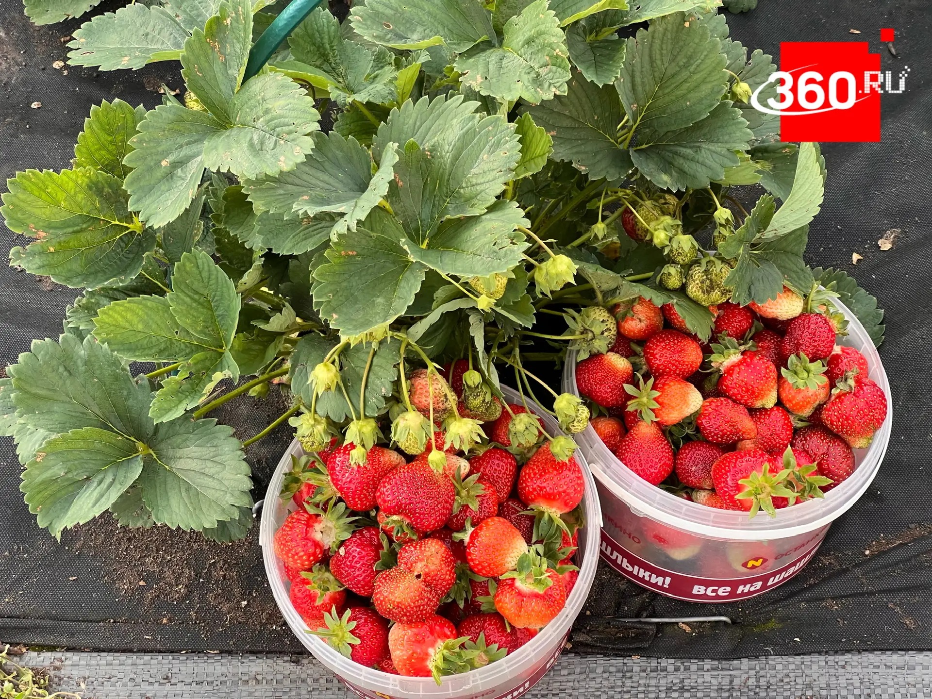 Жители деревни Мошницы делятся фотографиями урожая 🍓

А что у вас уже поспело? Присылайте снимки в 