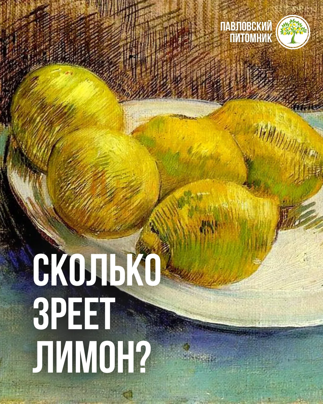 Весной у многих из вас цвёл лимон — и на ветках завязались крошечные плоды. И самый частый вопрос в 