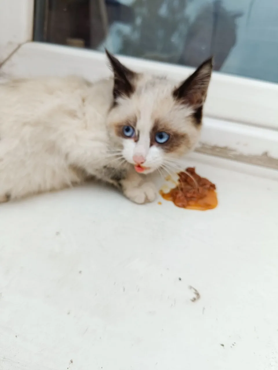 Срочно подкинули котёнка на заводскую 1 котёнок очень напуганный её гоняет собака и дру...