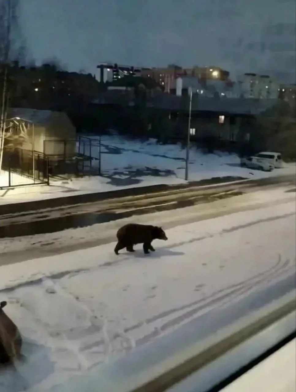 😱 Говорят, в сургутском Солнечном появился медведь предприимчивый школьник.   🧑‍💻 Парень не захотел 