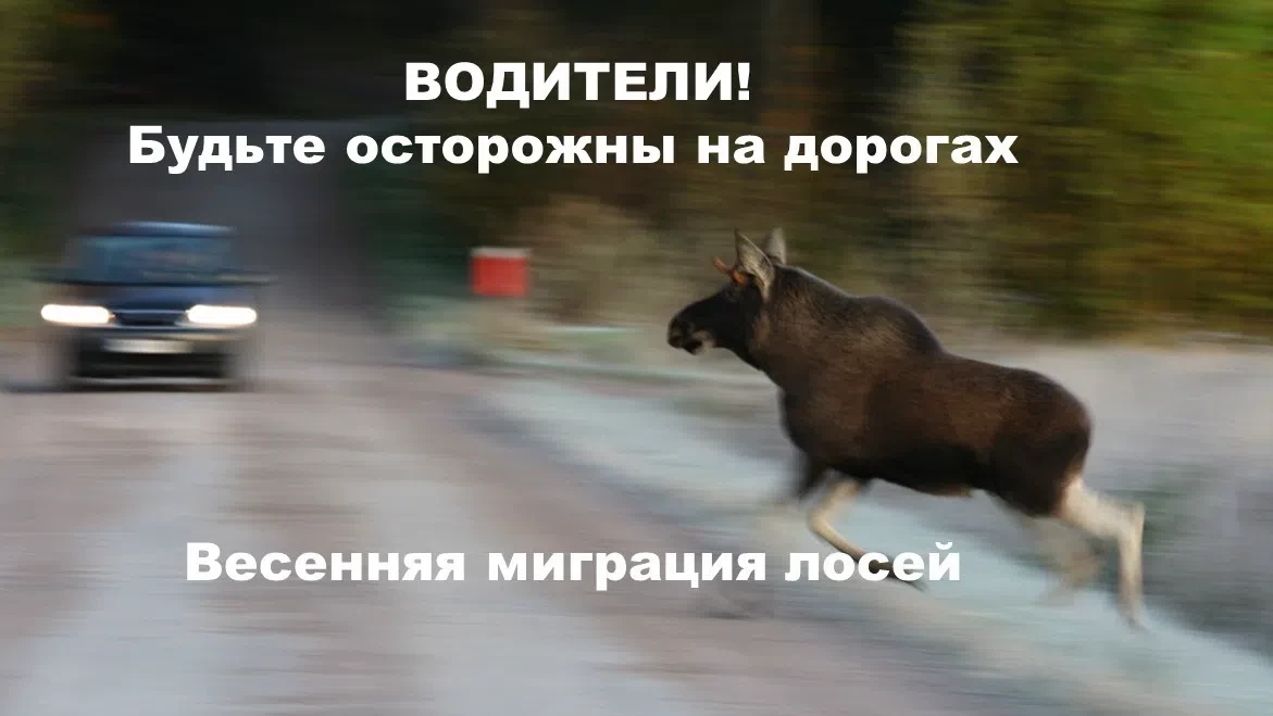📌Как избежать столкновения с дикими животными на дороге?

Для многих из нас автомобили — это неотъе