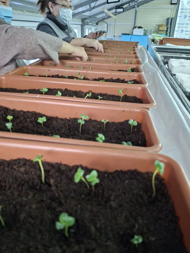 🔬🌱Началась юннатская опытническая работа в агролаборатории: