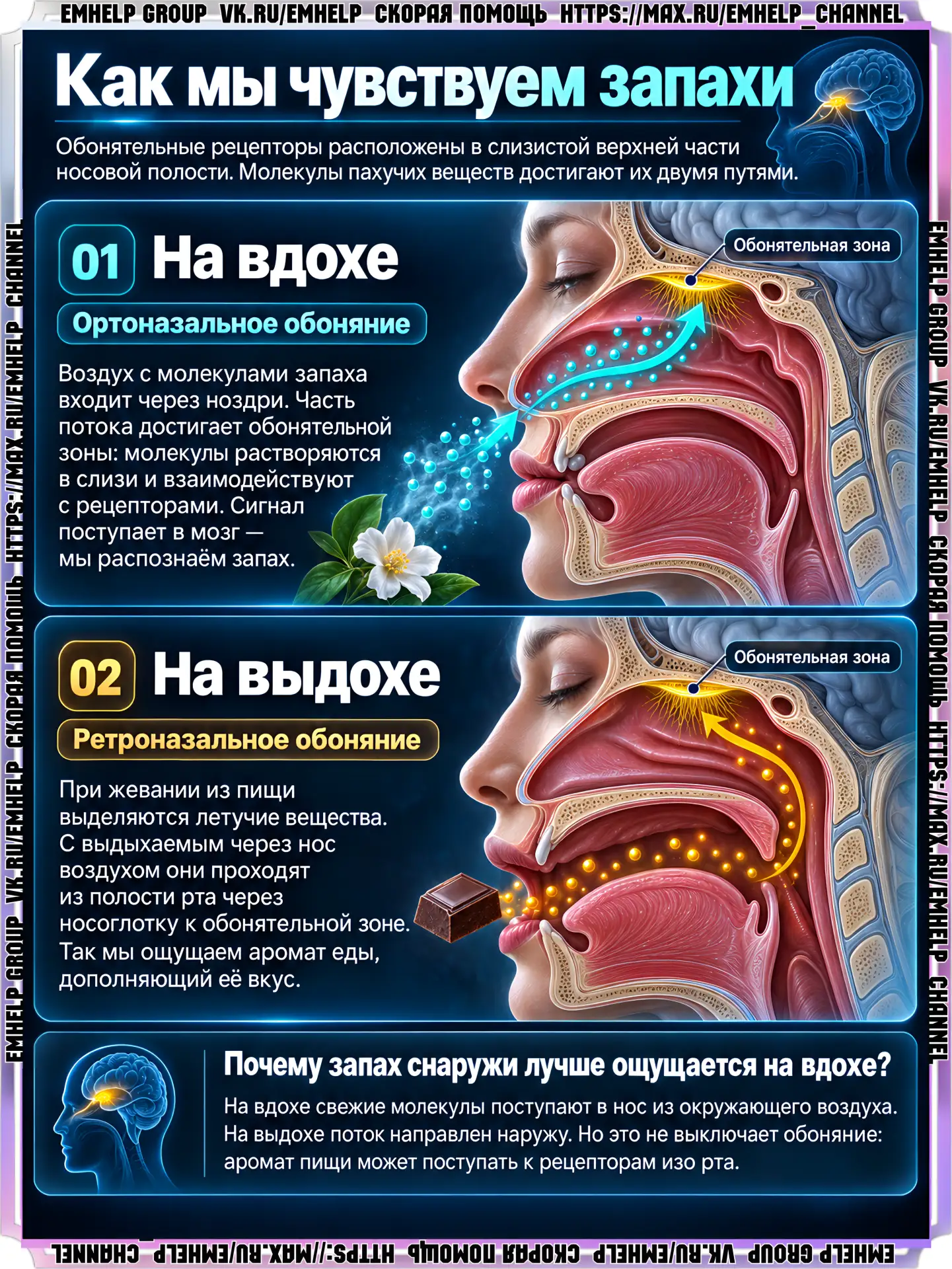 Как мы чувствуем запахи?