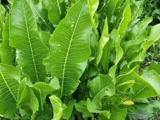 3aчем на учacтке нужен хpeн 🌿  Хрен — не просто острая добавка к мясу, но и настоящий супергерой на 