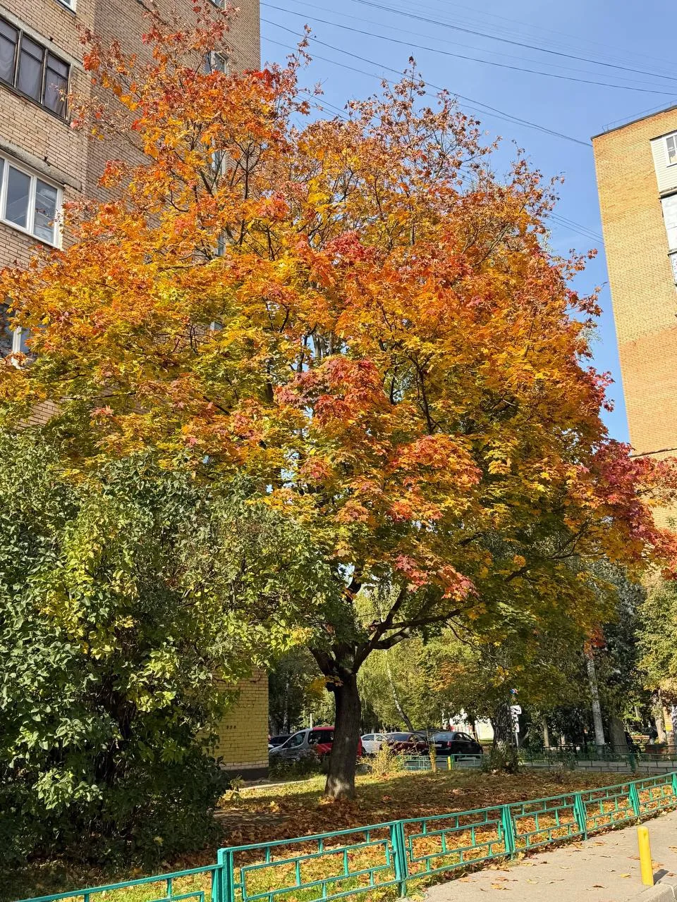 🍂 Октябрь обещает быть тёплым: золотая осень продолжит радовать жителей Долгопрудного ...
