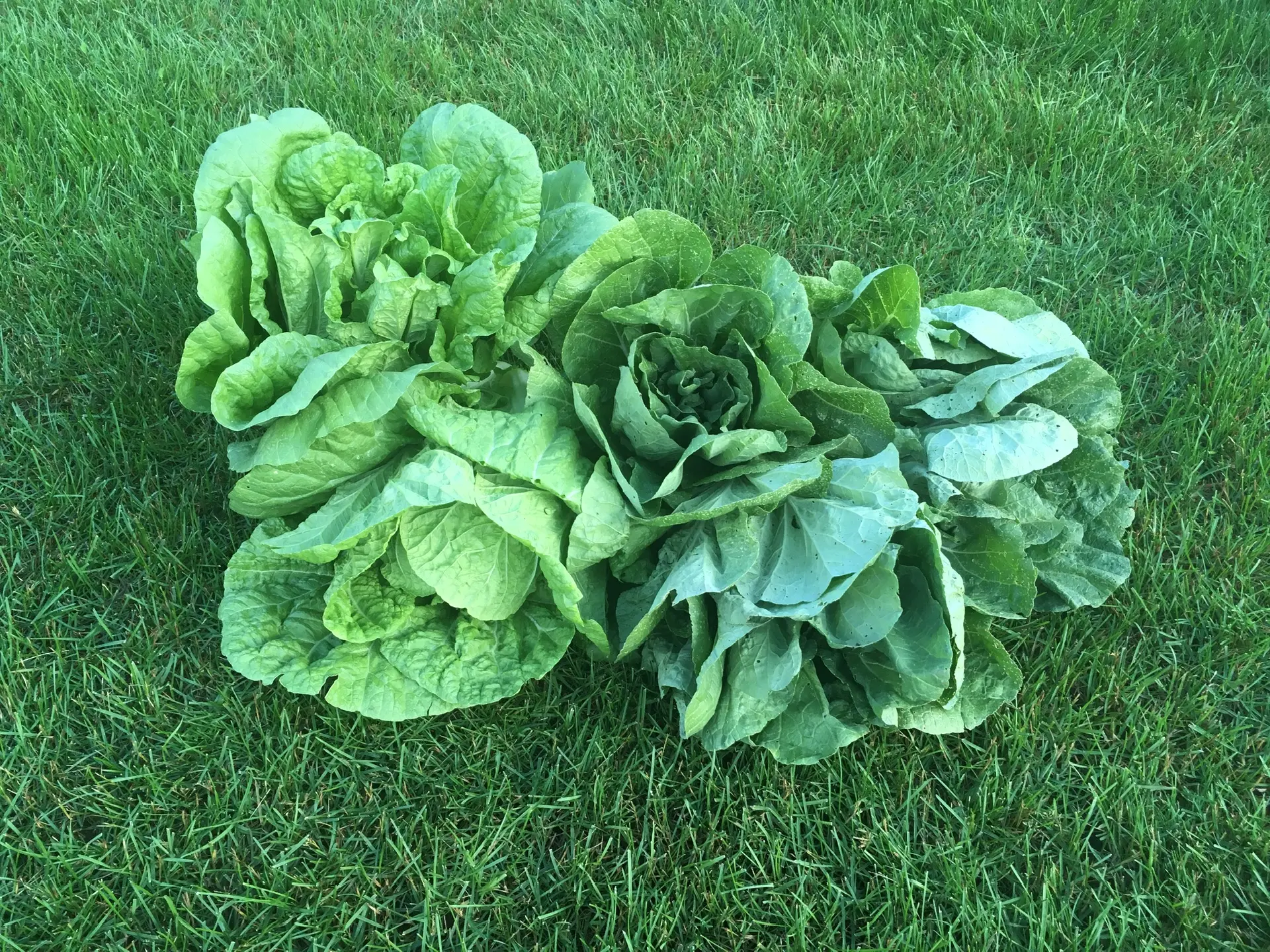 Наконец-то посеяла капусту! 😅🌱
