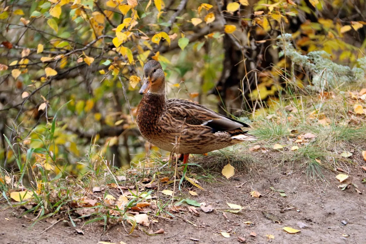 🍂 В тон осенним листьям