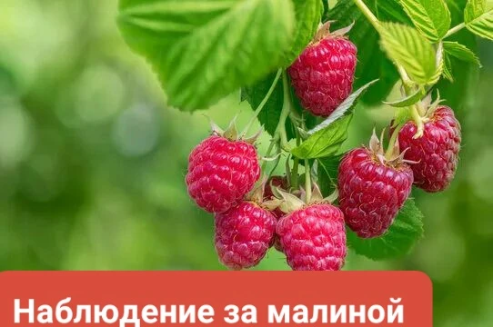 На прогулке мы гуляем,
За природой наблюдаем.
Всё вокруг нам интересно,
Не найти прекрасней места.
З