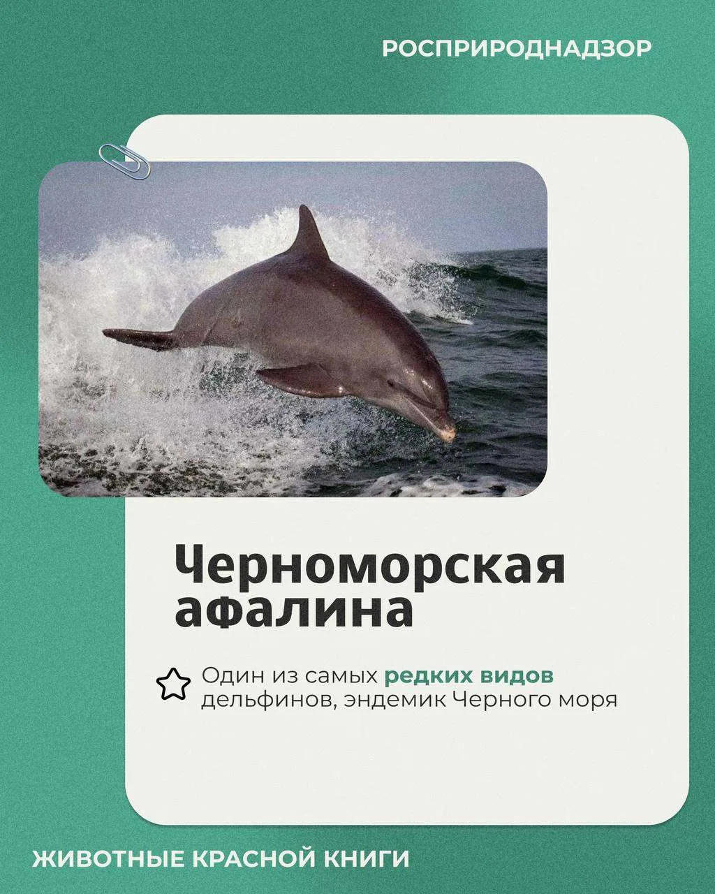 23 июля отмечался Всемирный день китов и дельфинов. Этот праздник был учрежден в 1986 году, его глав