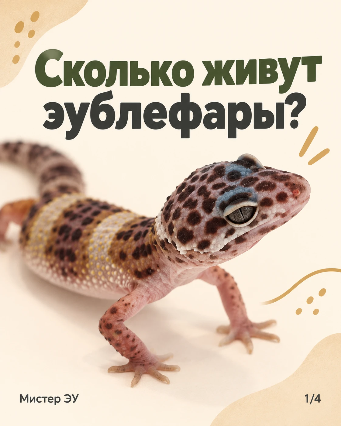 Сколько живут эублефары? 🦎