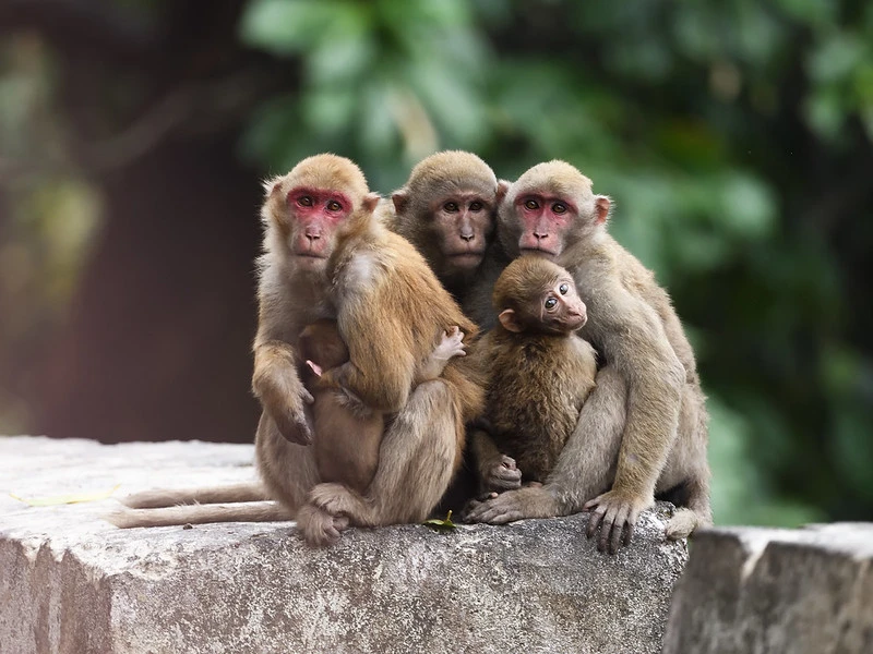 🐒 Макак-резус — обезьяна, которая дала имя вашей группе крови