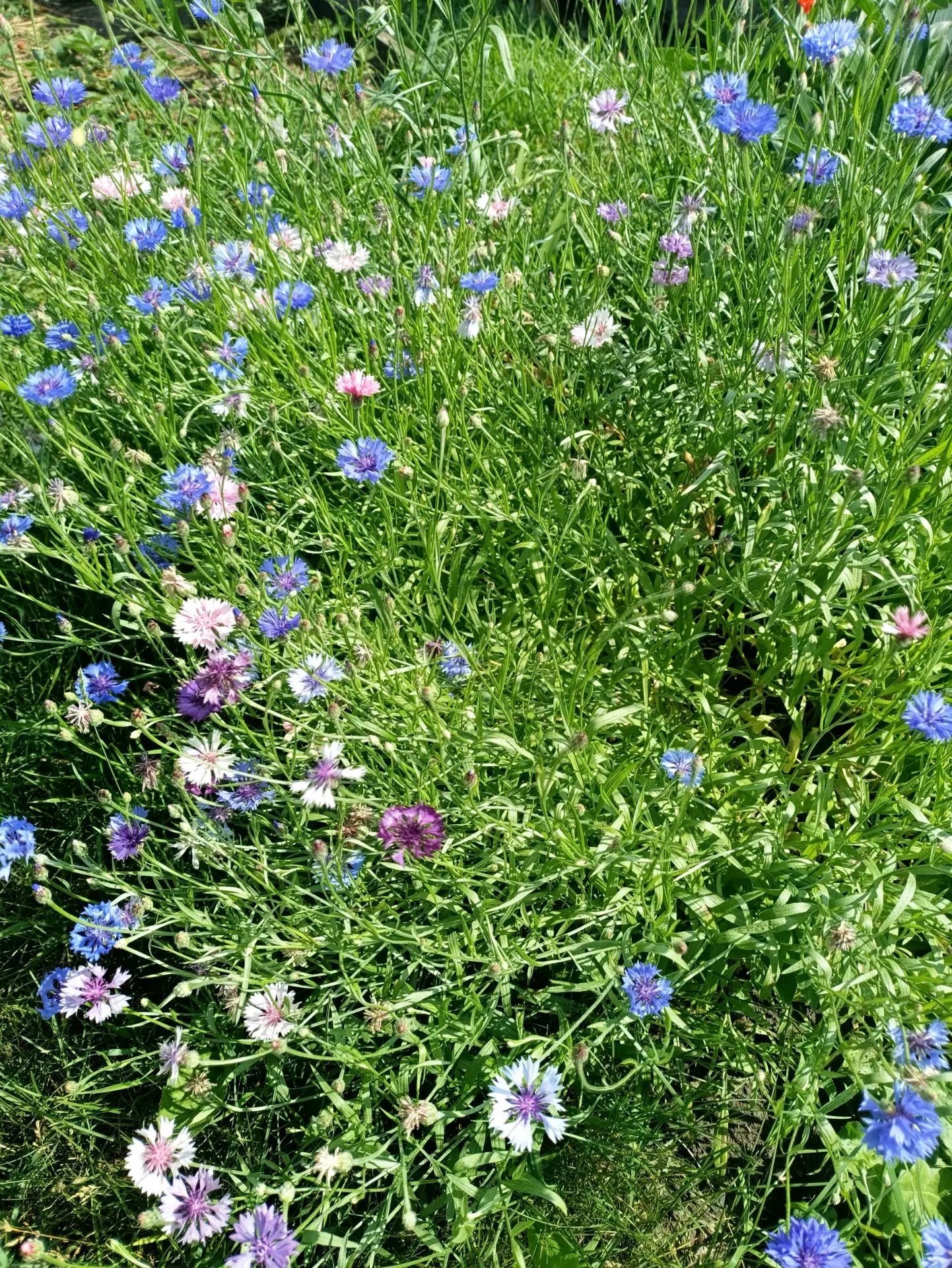 Вкус сибирского лета: когда всё самое лучшее — прямо с грядки! 🌿 

Лето в Сибири — короткое, но нев