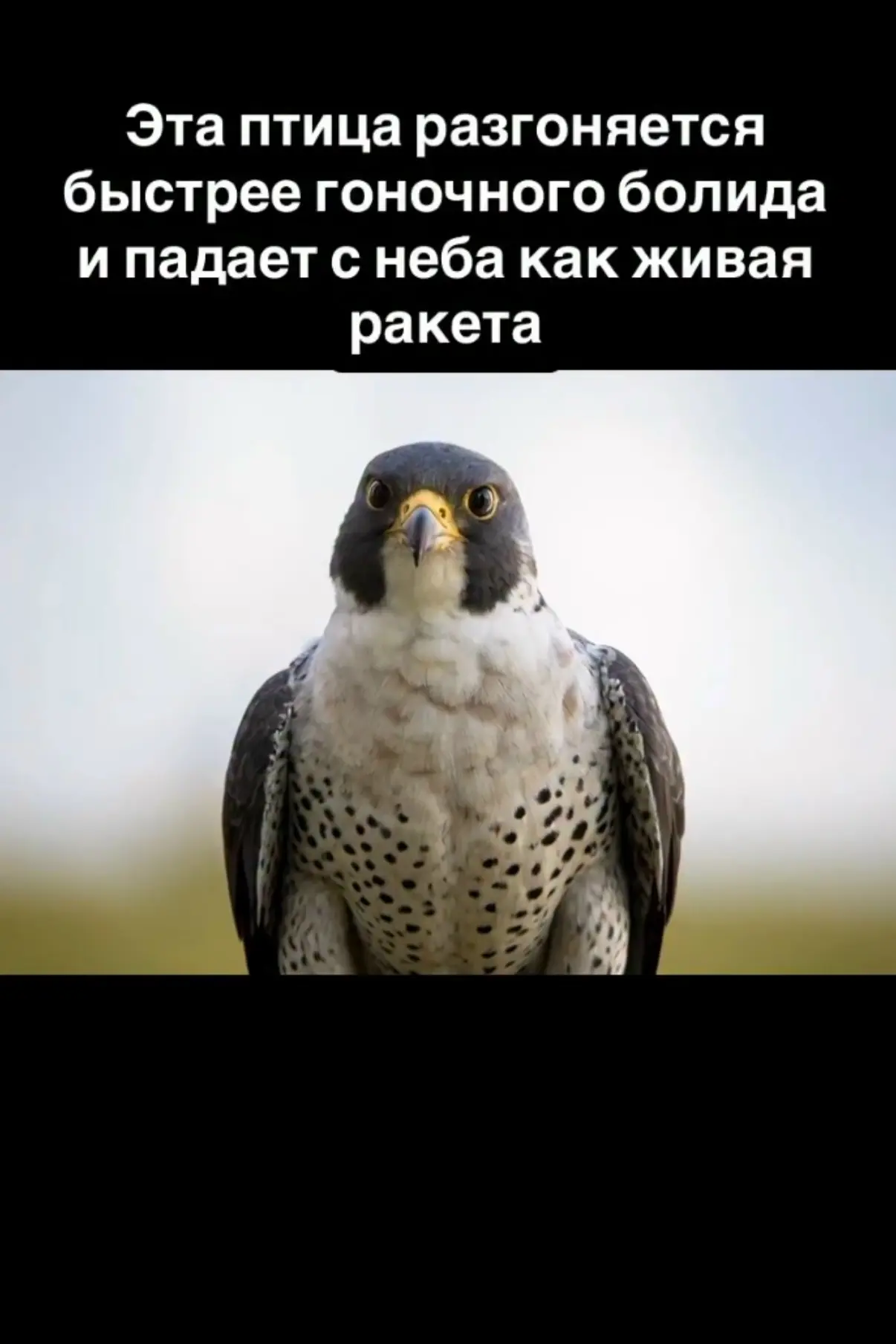 На первый взгляд сапсан выглядит как обычный сокол. Но за этой внешностью скрывается аб...