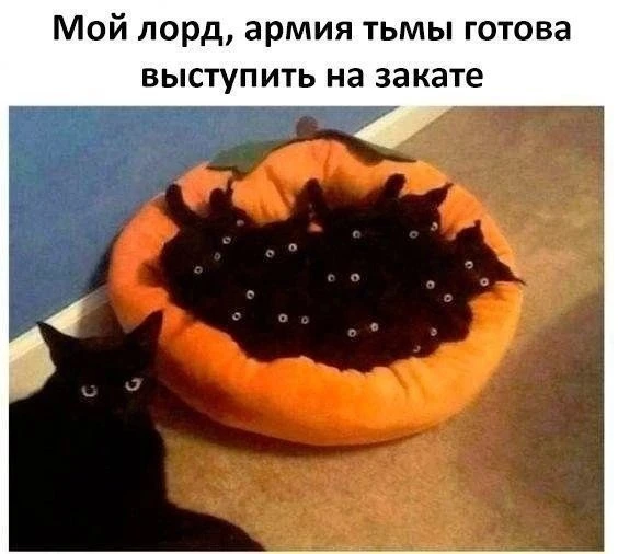 КУКУРУЗА 🌽