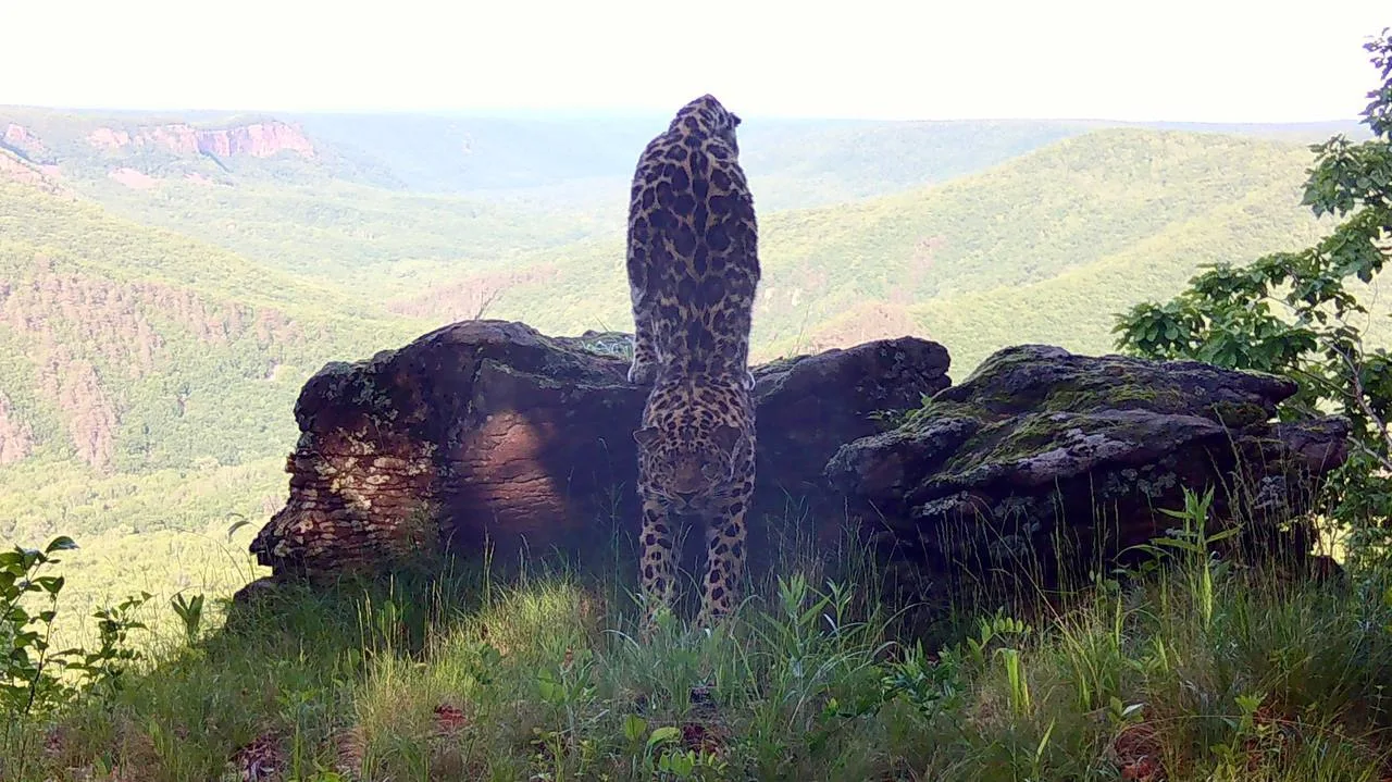 Главное, что удобно 🐆

Кто ещё может позволить себе подтянуться с таким шикарным видом на «Землю ле