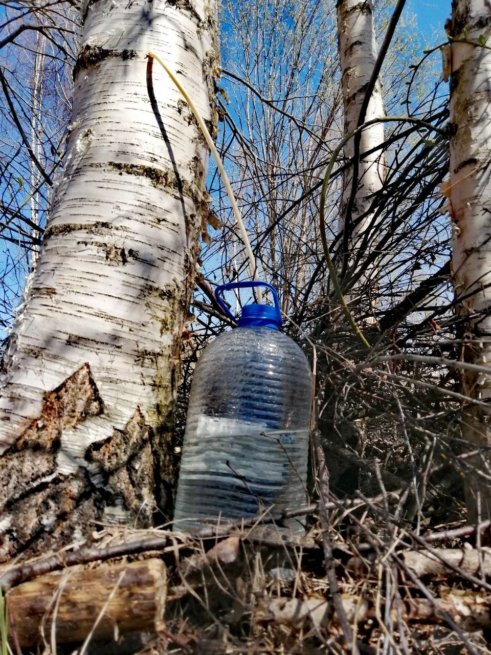 Соловья запев свисточек, сок берёзовый глоток Тишины послушать волю, по тропинке в лес густой... Нем