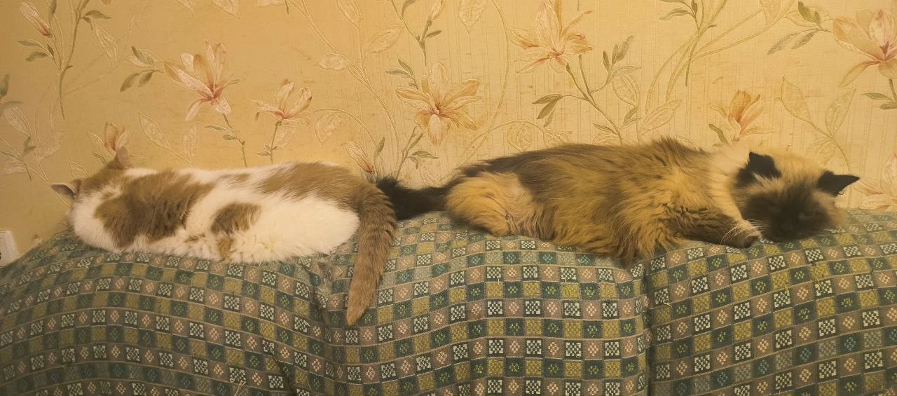 В гостях у Монечки. 🐈 
Еженедельная рубрика новостей.
Начало - ЗДЕСЬ.
Все статьи о котике - ЗДЕСЬ

