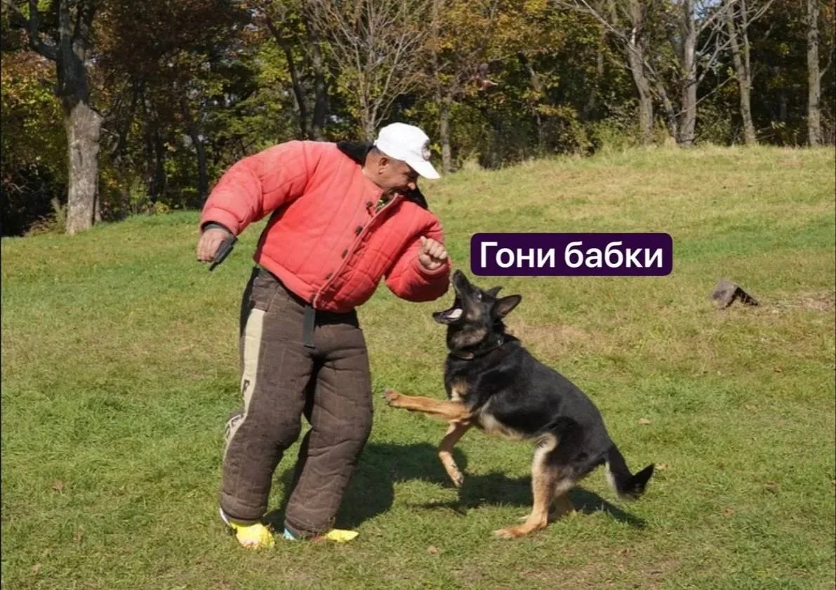 🐕💸 Начальник таможенных кинологов в Уссурийске лишился премии — и решил собрать деньг...