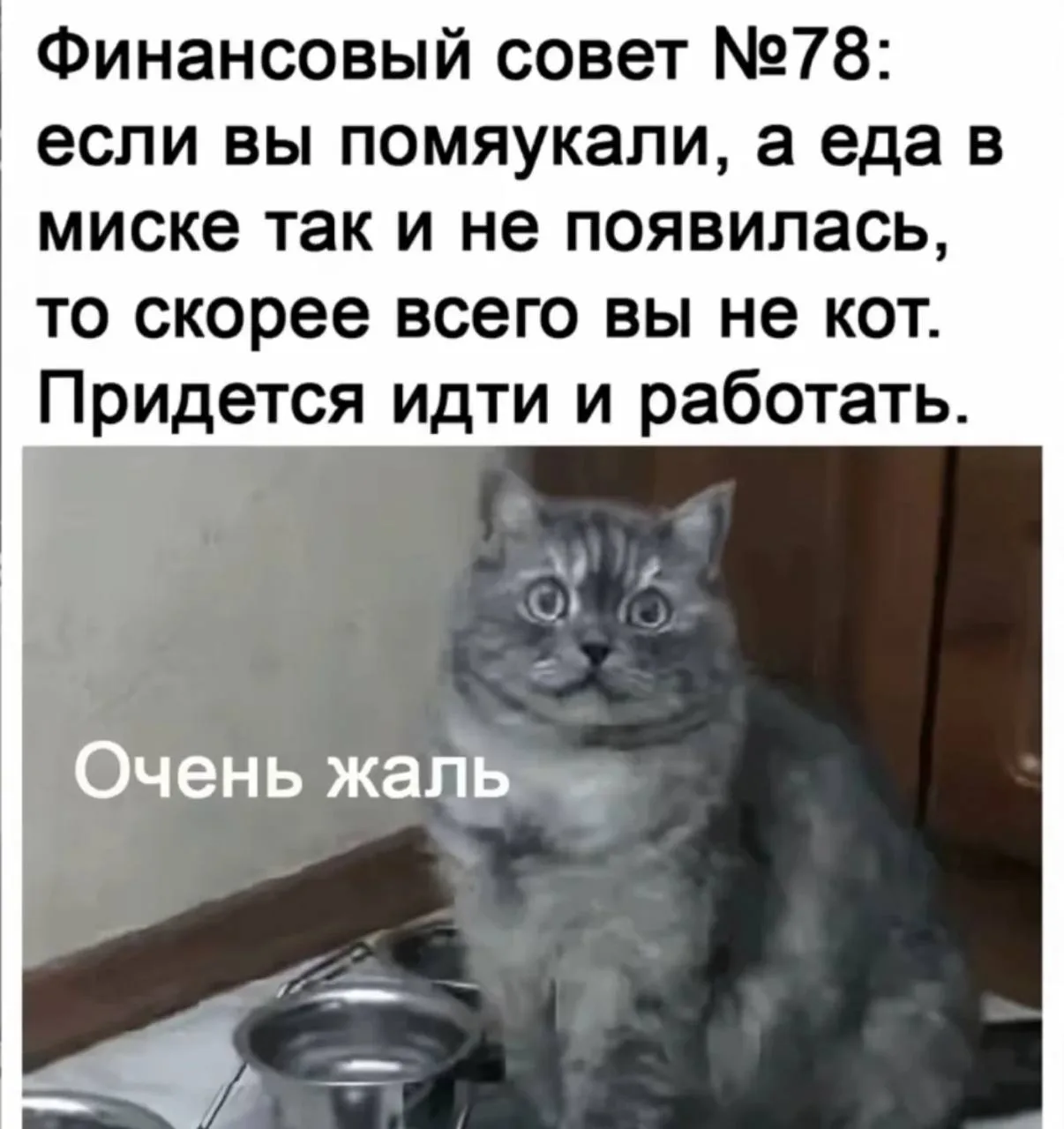 Со средой, дорогие! ☕
Помяукали?😂

Пиши, если 40+