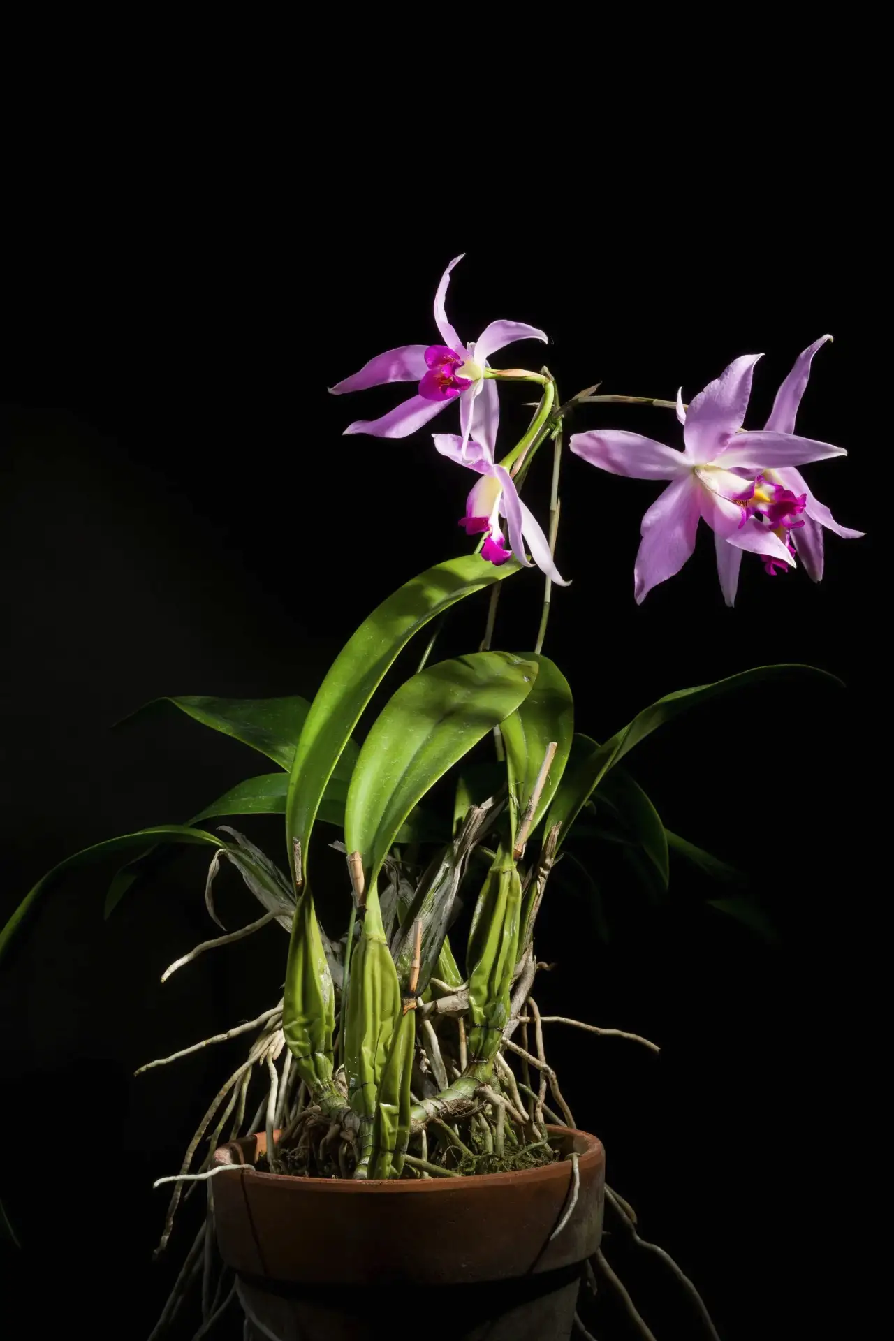 #ЗелёныйДом
Сегодня 16.06.2026, втр.
Лелия обоюдоострая (Laelia anceps)
Семейство Орхидные (Orchidac