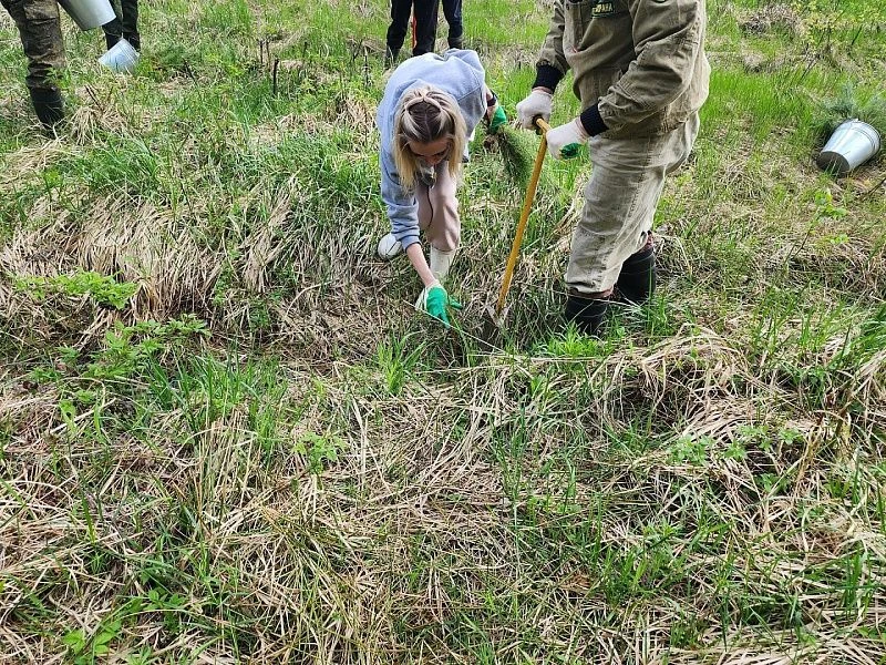 🌳 «Сад Памяти»: 2500 саженцев сосны высадили в городском округе Воскресенск  Эколого-патриотическая 