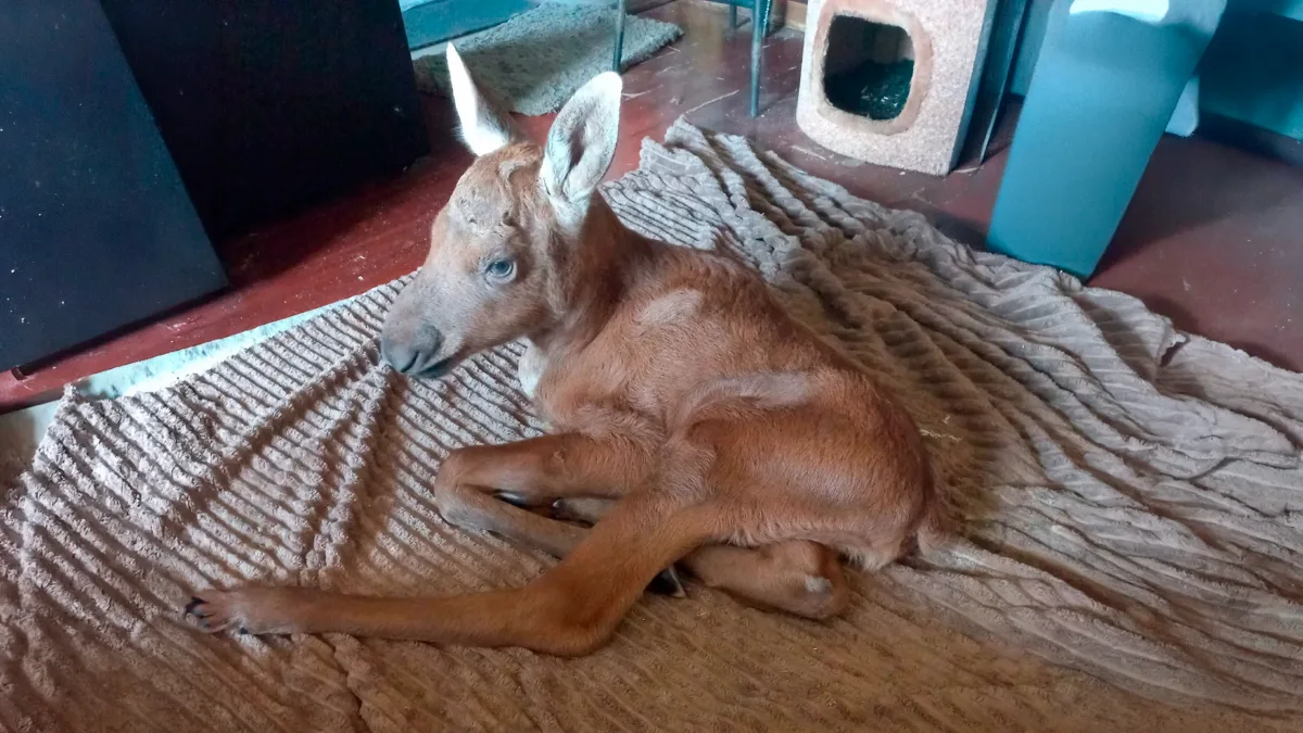 🦌 История об одиноком лосенке.