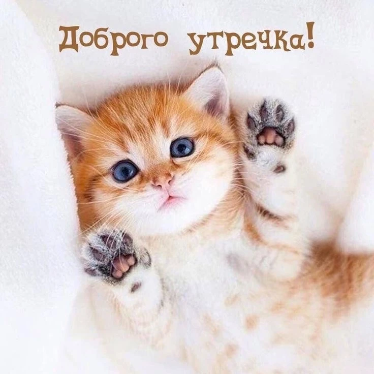 Котаны • подписаться 
Наш второй канал • Пушистики