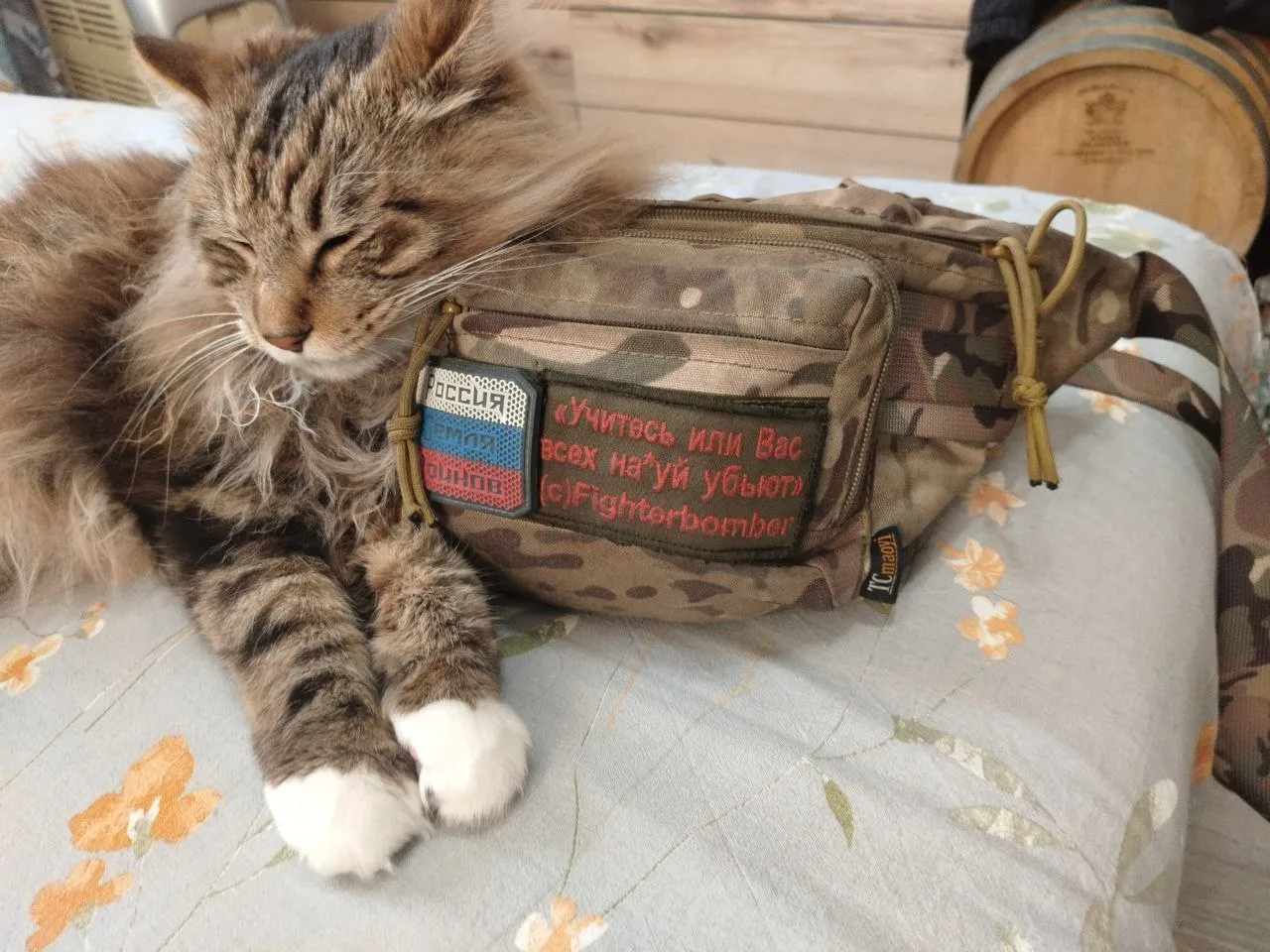 Котиков вам в ленту.