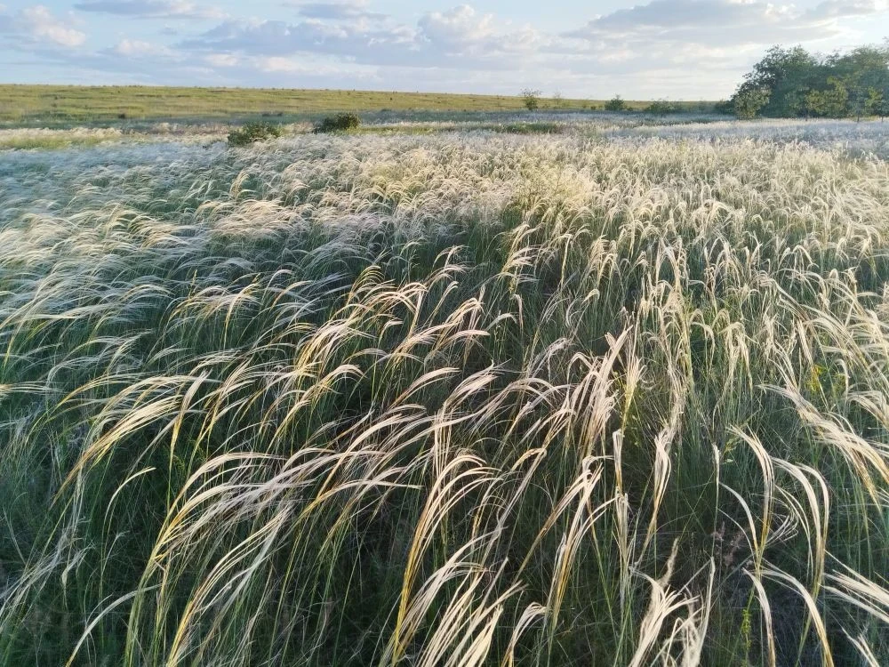 🌾 Седые волны Дона: майское очарование степи  ☘️ Май… чудесные солнечные деньки накануне Троицы. Дон