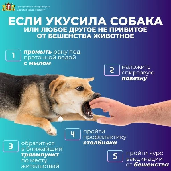 📌Департамент Ветеринарии Свердловской области сообщает о действиях при укусах собак ил...