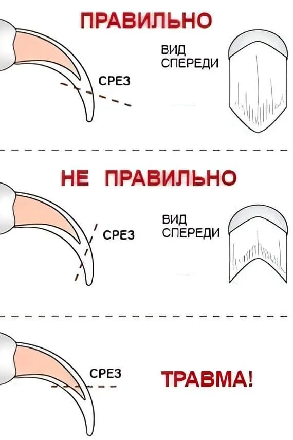 Как стричь когти питомцу без стресса (для него и для вас)