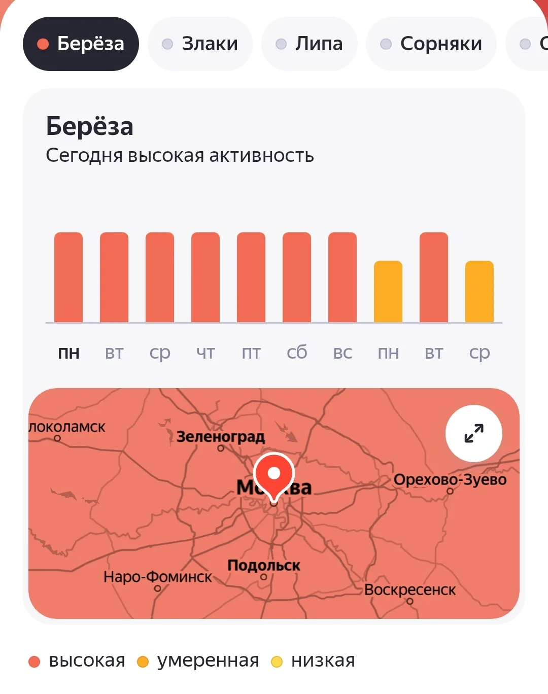 Берёза, которую так любят поэты, аллергиками не любима от слова «совсем».