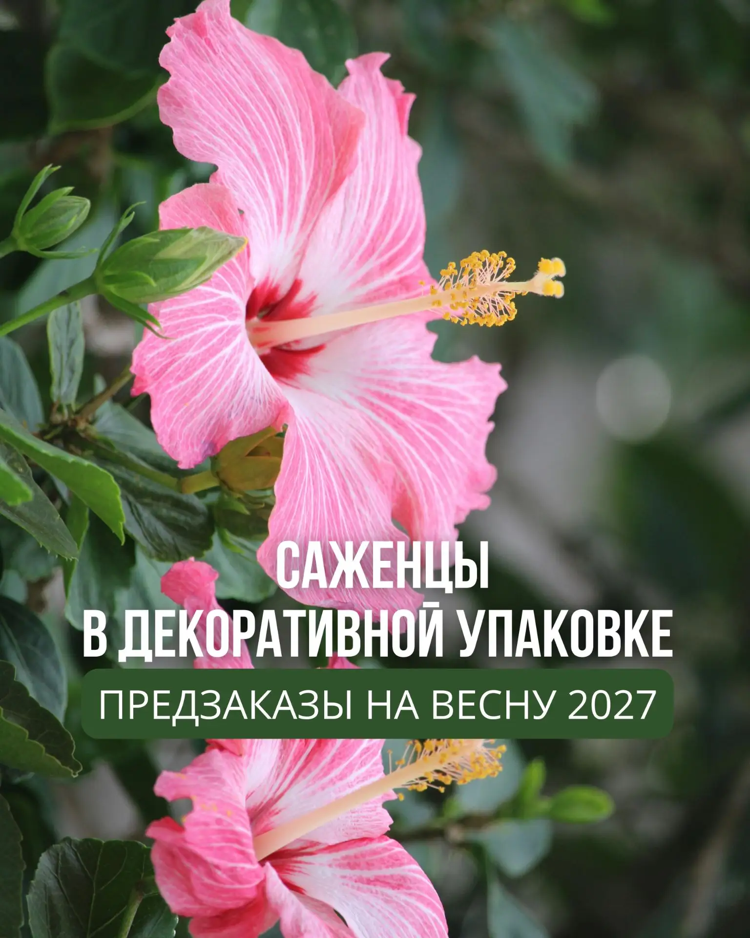 Саженцы в декоративной упаковке! Весна 2027!