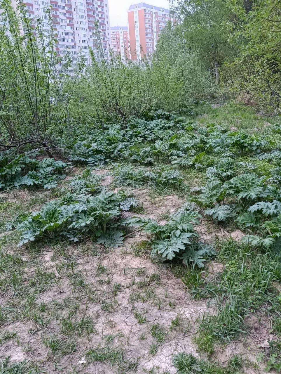 🌿 Борщевик уже становится привычным украшениям нашего района.  И никому нет до этого дела.  Ссылка д