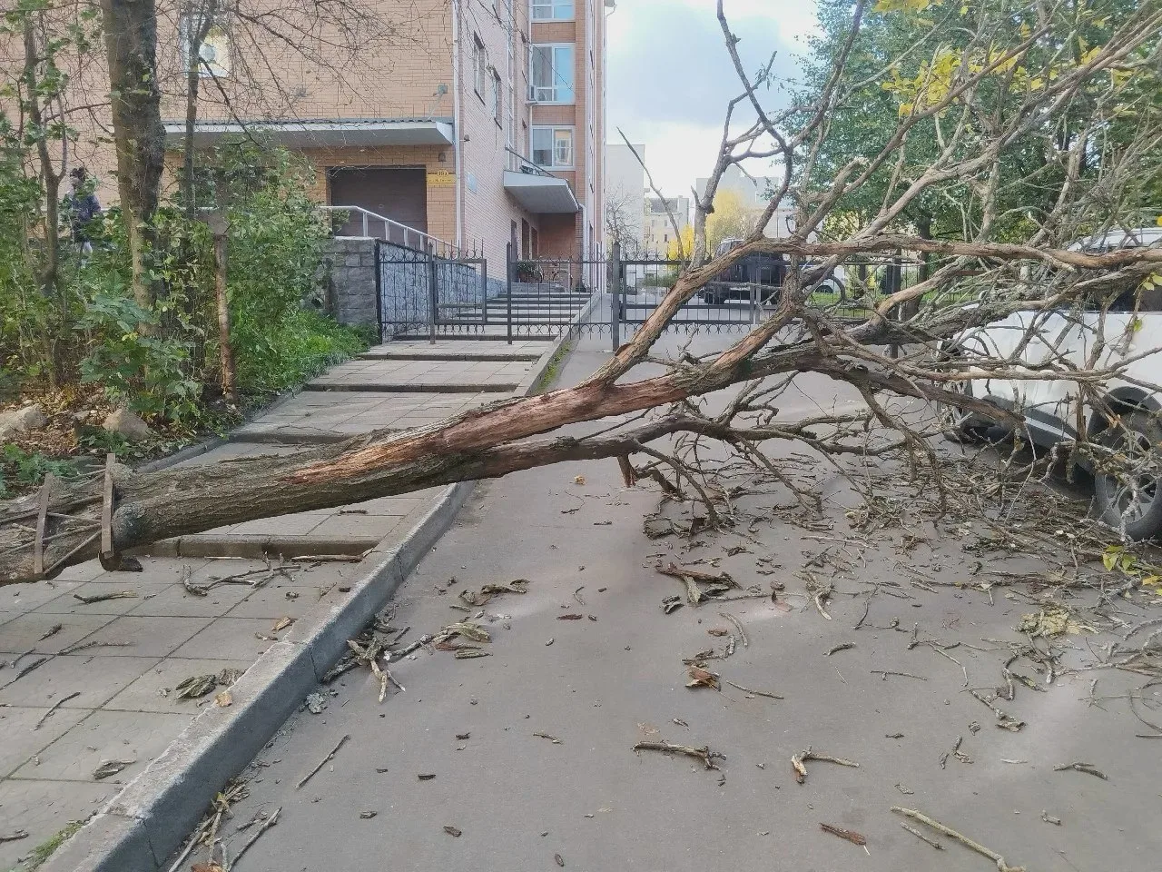 На Максима Горького упало дерево