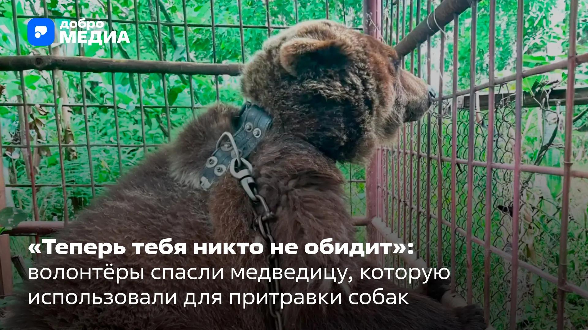Несколько недель вся страна следила за чудовищной историей из Приморья. В начале июня жители села Ин