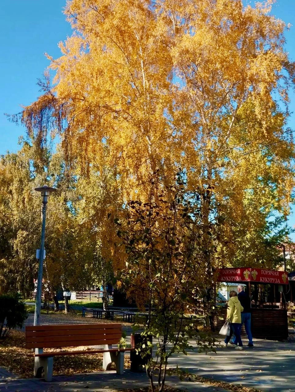 🍂 Осенние краски парка «Советский»