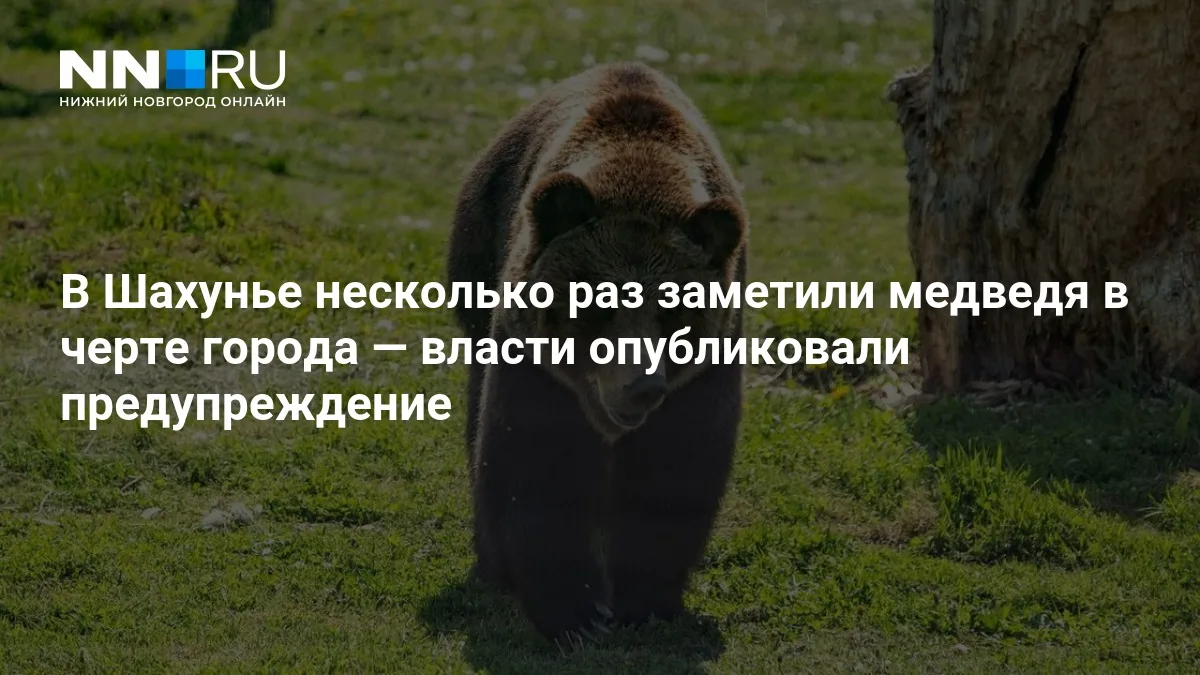 ❗ В Шахунье заметили медведя в черте города: власти предупреждают жителей