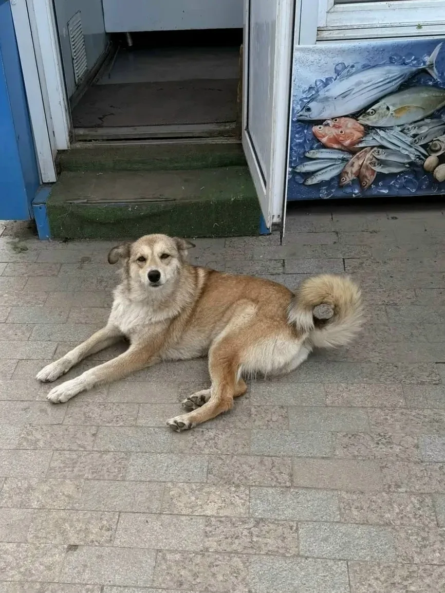 Помогите бездомной собаке Симоне найти дом!