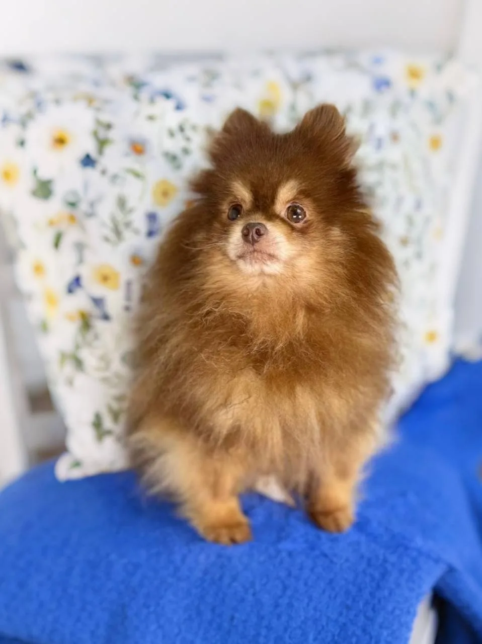 Ищет дом спокойный и мудрый Кулик, приезжайте в Домик Мелкашей! 🐶✨  Москва и МО  Меня зовут Кулик 🐾,