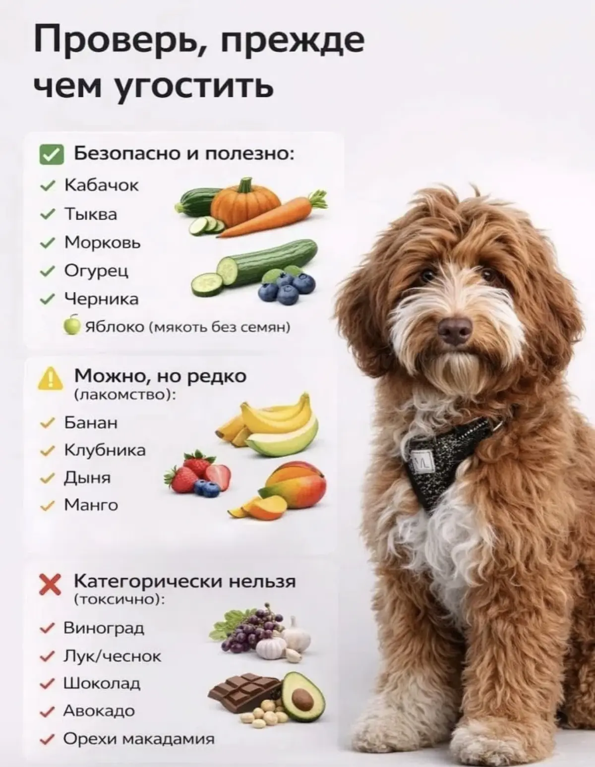 👍 Полезная памятка наглядно и просто — что МОЖНО давать собаке, а что под строгим запр...