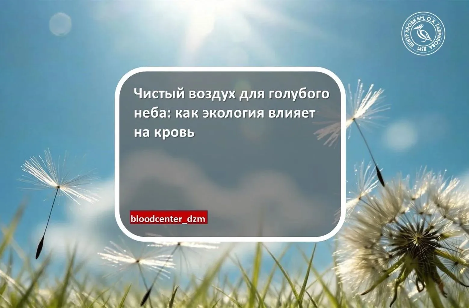 Чистый воздух для голубого неба: как экология влияет на кровь