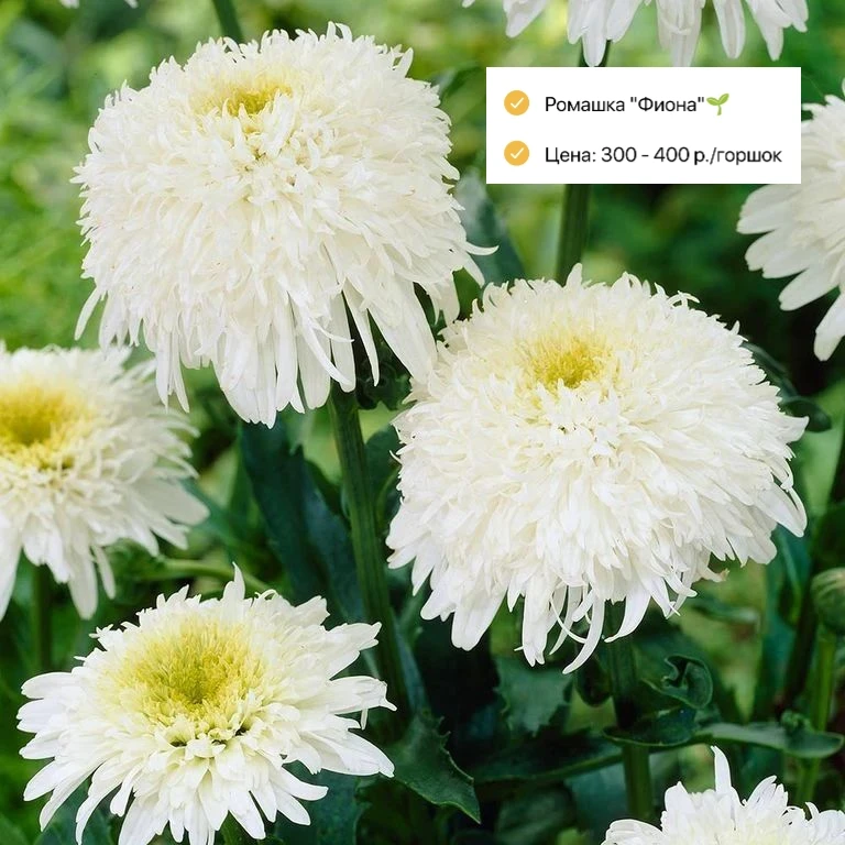 Саженцы декоративных 🍁