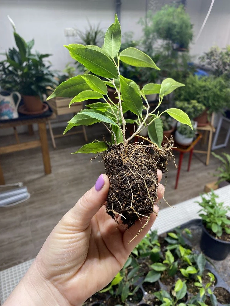 Укореняем фикусы  🌱 Субстрат верховой торф + разрыхлитель (агроперлит или диатомит) 🌱 В тёмное время