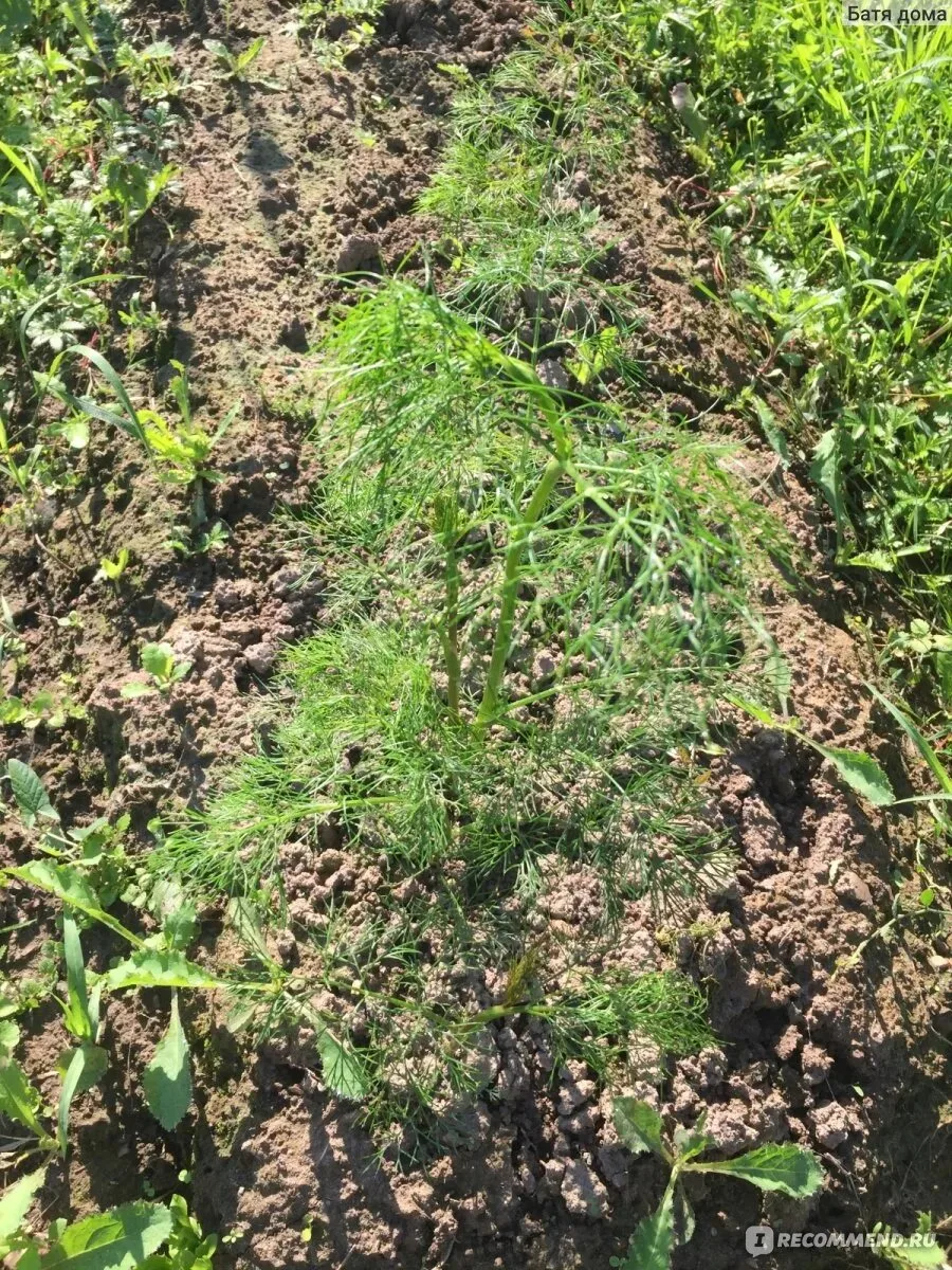 Чтобы укроп рос пышным и сочным — 2 способа 🌿

▫ Опрыскивание нашатырём:

• 1 ч.л. нашатырного спир